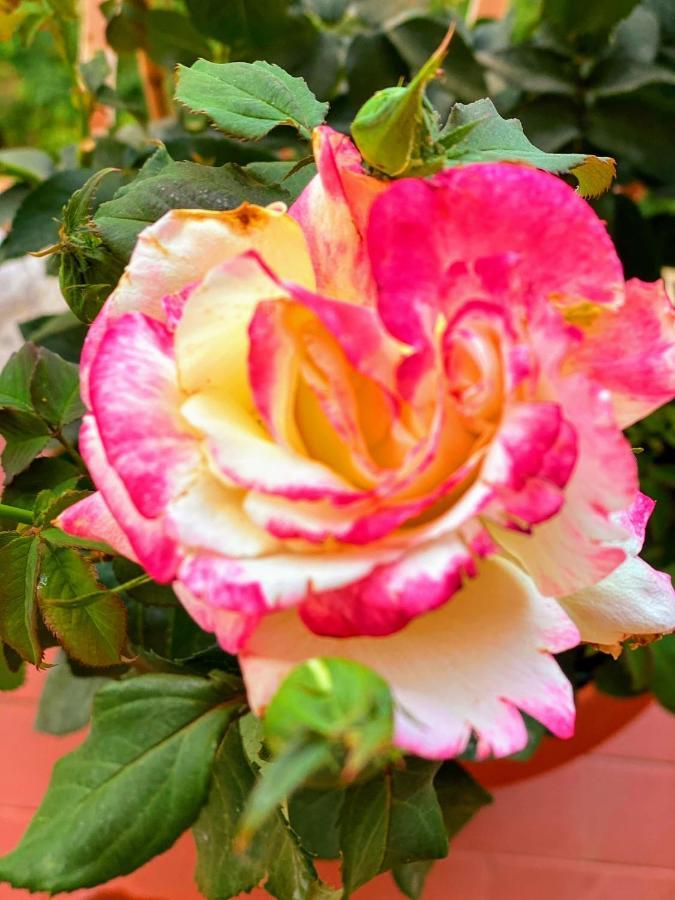 مارينو Oasi Di Serenita المظهر الخارجي الصورة